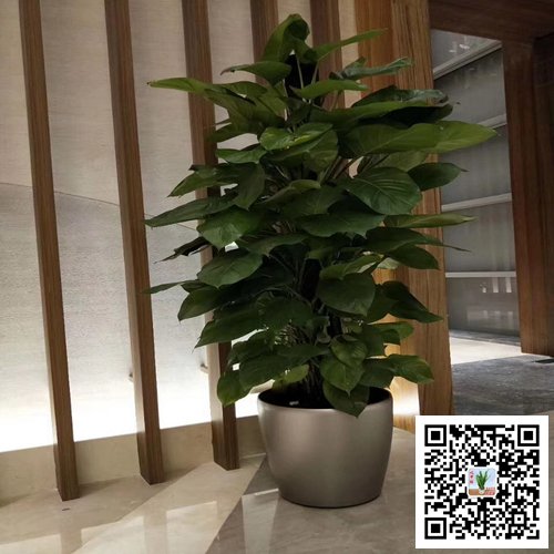 南京江宁区案例